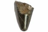 T-Rex (Tyrannosaurus rex) Tooth Tip - Montana #87913-1